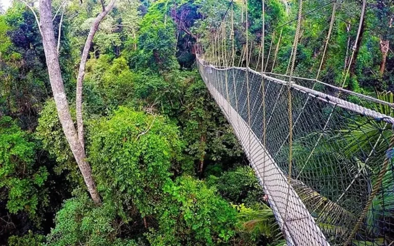 Dutch tourist dies during hike at Taman Negara