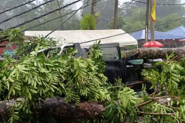 Driver killed after tree crushes pick-up truck in Batang Kali