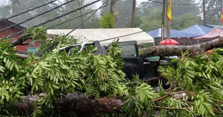 Driver killed after tree crushes pick-up truck in Batang Kali